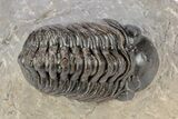 Detailed Reedops Trilobite - Atchana, Morocco #341180-1